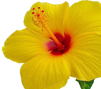 Hibiscus Flower