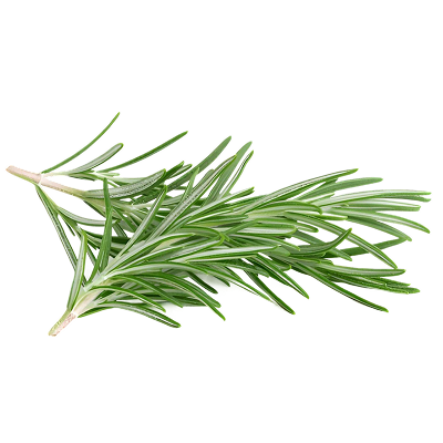 Rosemary Leaf Extract